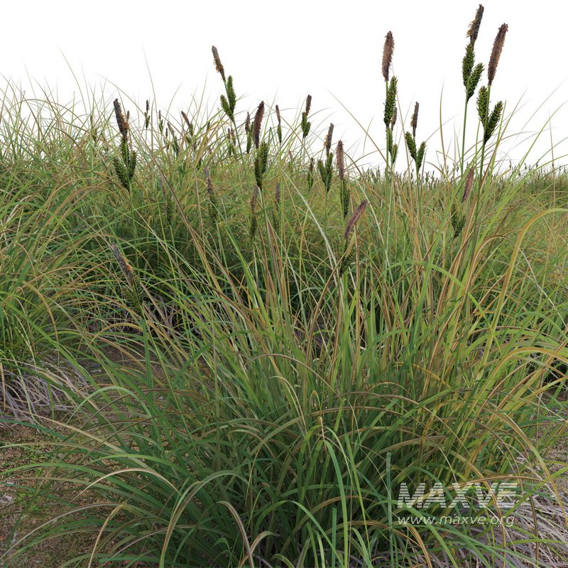 Carex elata – Bowles Golden Sedge - Image 2