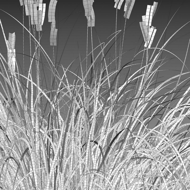 Carex elata – Bowles Golden Sedge - Image 4