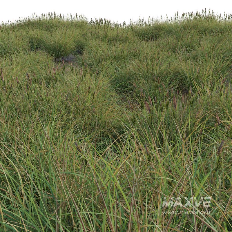Carex elata – Bowles Golden Sedge - Image 3