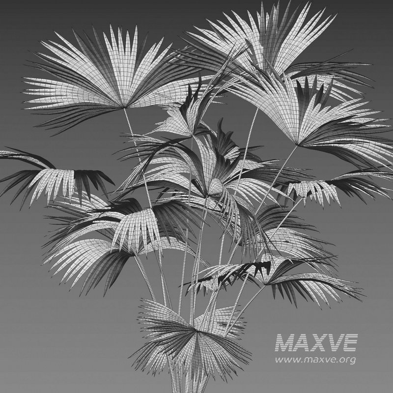 Carludovica palmata – Panama hat plant - Image 5