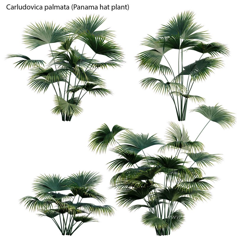 Carludovica palmata – Panama hat plant - Image 2