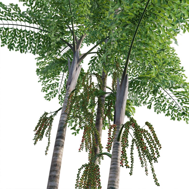 Caryota mitis – Fishtail Palm – Tukas - Image 2