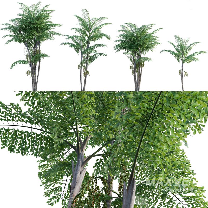 Caryota mitis – Fishtail Palm – Tukas - Image 1