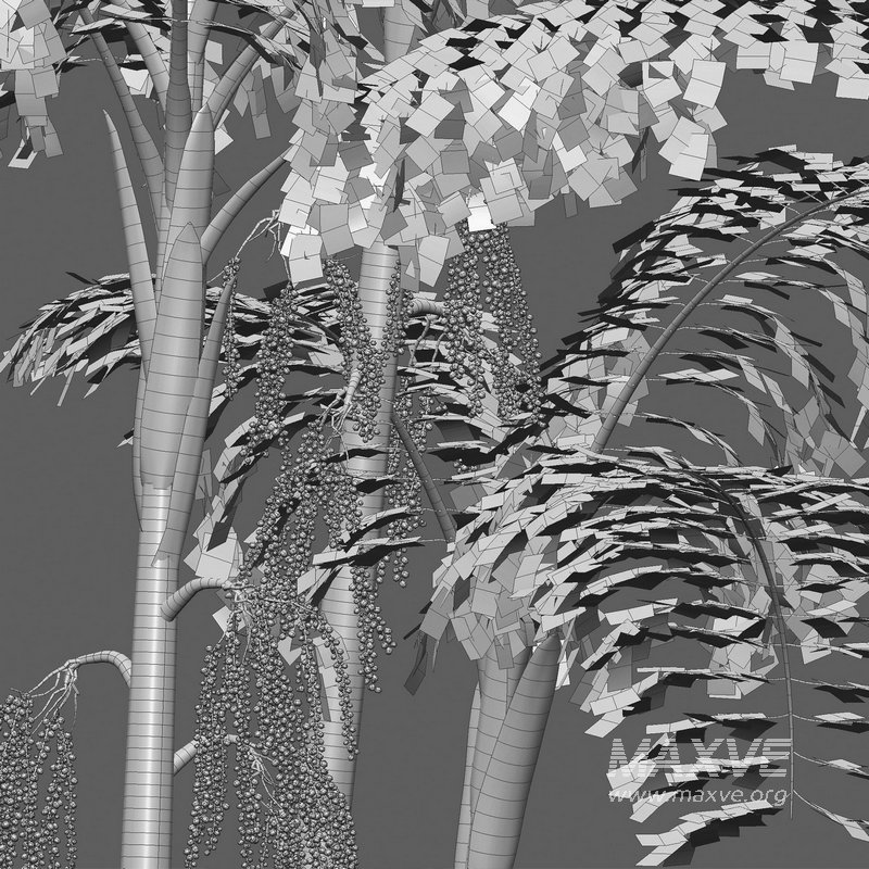 Caryota mitis – Fishtail Palm – Tukas - Image 4