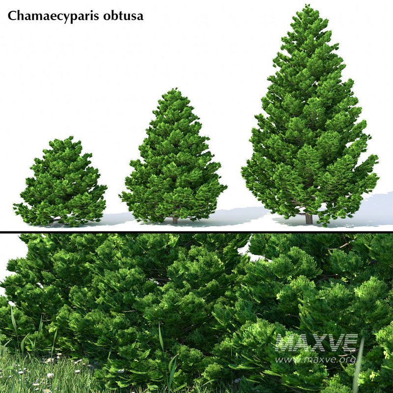 Chamaecyparis obtusa - Image 1