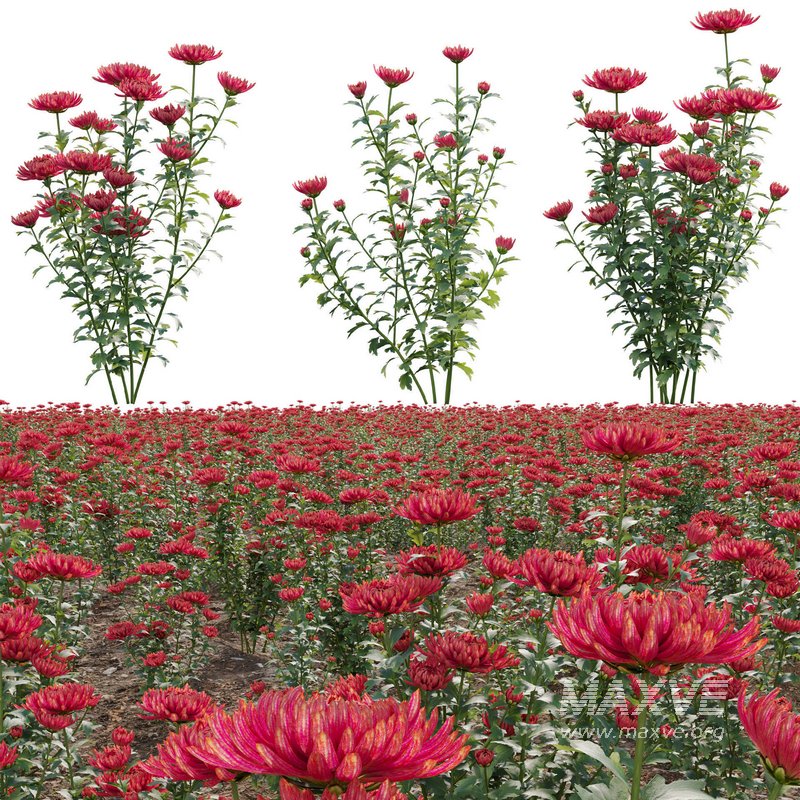 Chrysanthemum grandiflorum 03 - Image 1