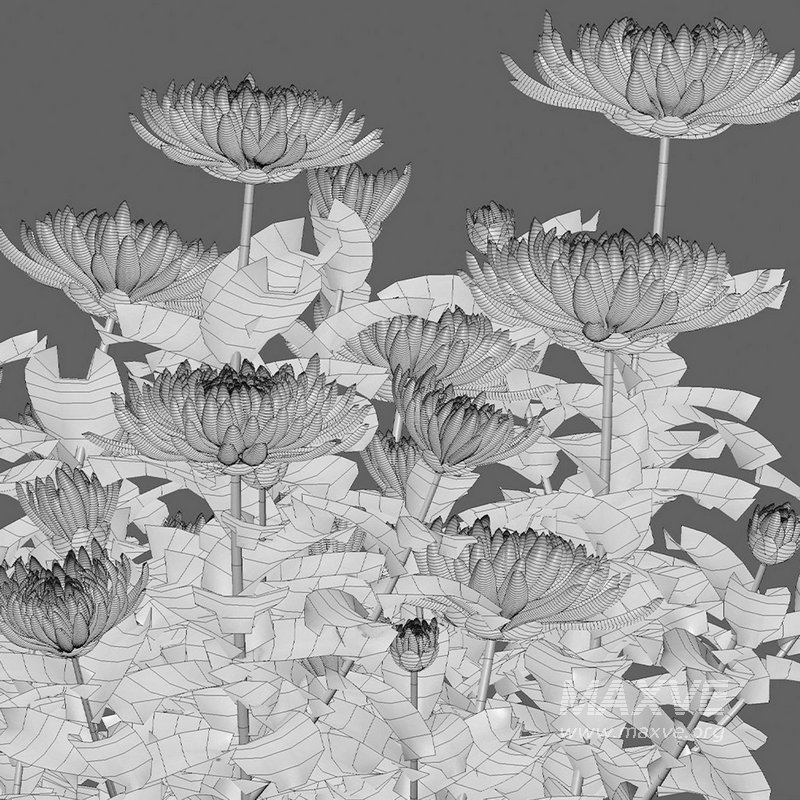 Chrysanthemum grandiflorum 03 - Image 4
