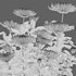Chrysanthemum grandiflorum 03 - Thumbnail 4