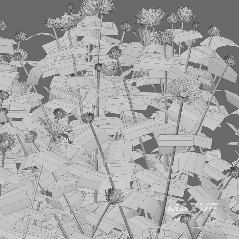 Chrysanthemum morifolium 01 - Image 7