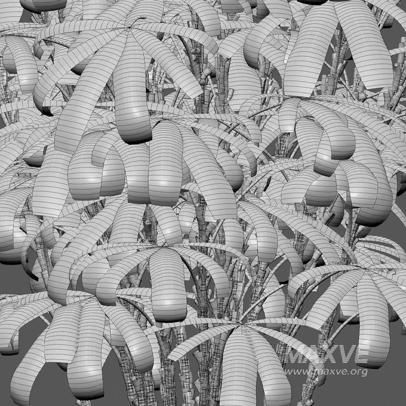 Chuniophoenix humilis – Rhapis humilis – Bamboo Palm - Image 4