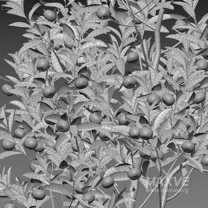 Citrus japonica Japonica – Kumquat 02 - Image 4