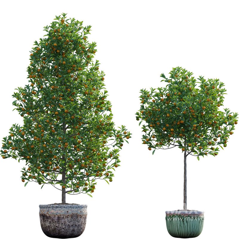 Citrus japonica Japonica – Kumquat 02 - Image 1