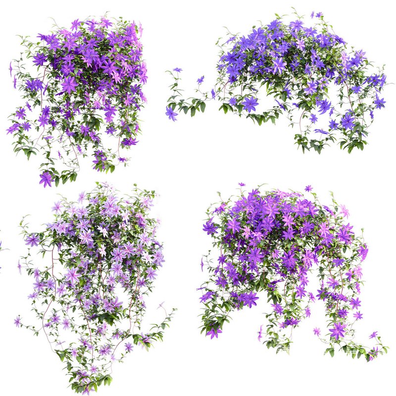 Clematis Aotearoa – Clematis Jackmanii 01 - Image 4