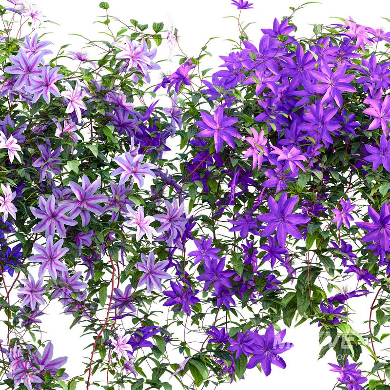 Clematis Aotearoa – Clematis Jackmanii 01 - Image 2