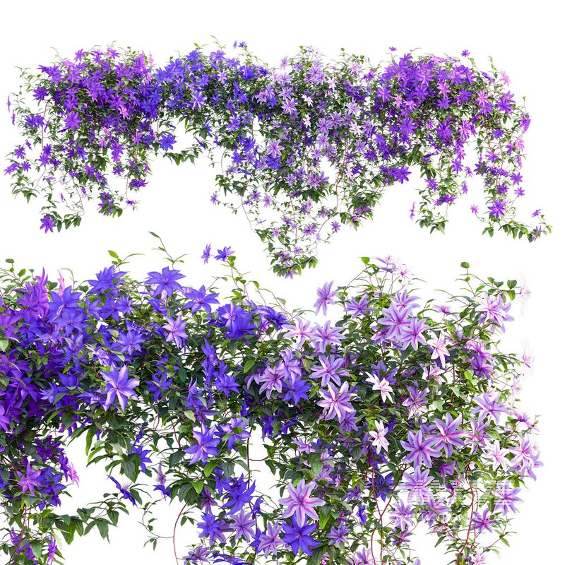 Clematis Aotearoa – Clematis Jackmanii 01 - Image 1