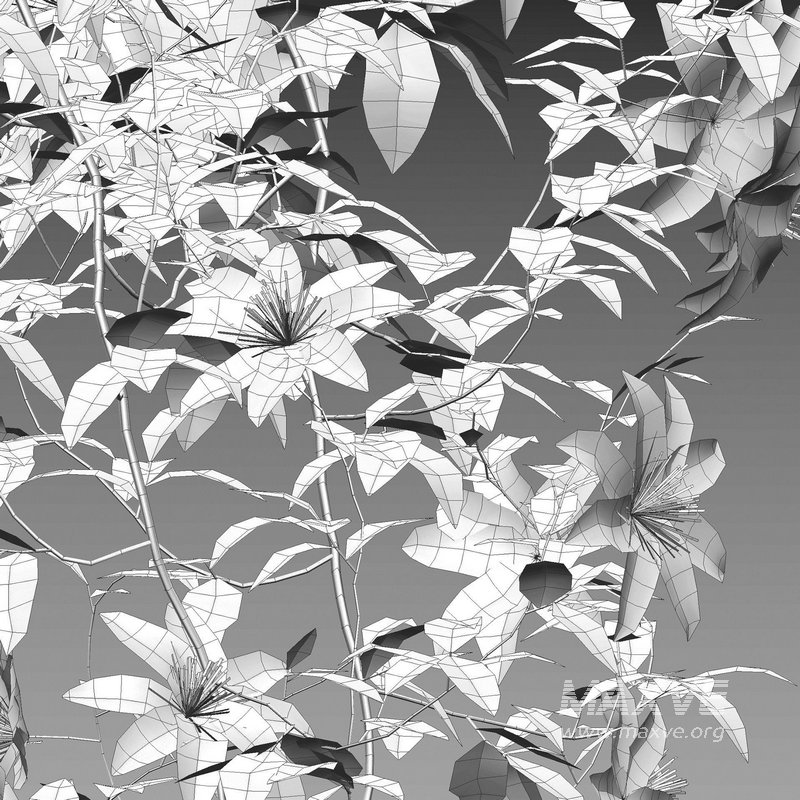 Clematis Aotearoa – Clematis Jackmanii 01 - Image 3