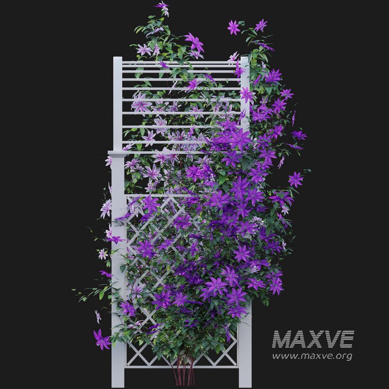 Clematis Aotearoa – Creeper Gate - Image 5