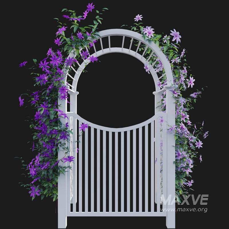 Clematis Aotearoa – Creeper Gate - Image 2