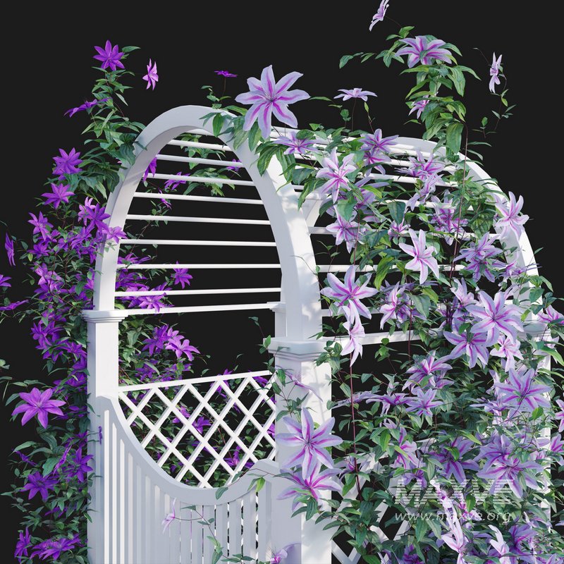 Clematis Aotearoa – Creeper Gate - Image 3