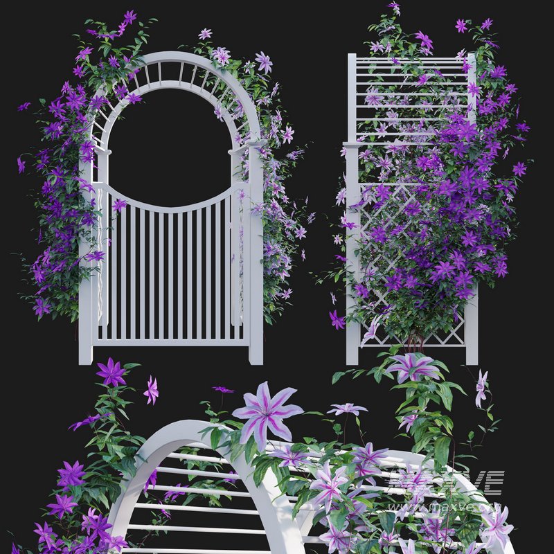 Clematis Aotearoa – Creeper Gate - Image 1