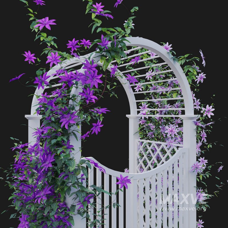 Clematis Aotearoa – Creeper Gate - Image 4