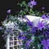 Clematis Aotearoa – Creeper Swing - Thumbnail 4