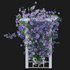 Clematis Aotearoa – Creeper Swing - Thumbnail 5
