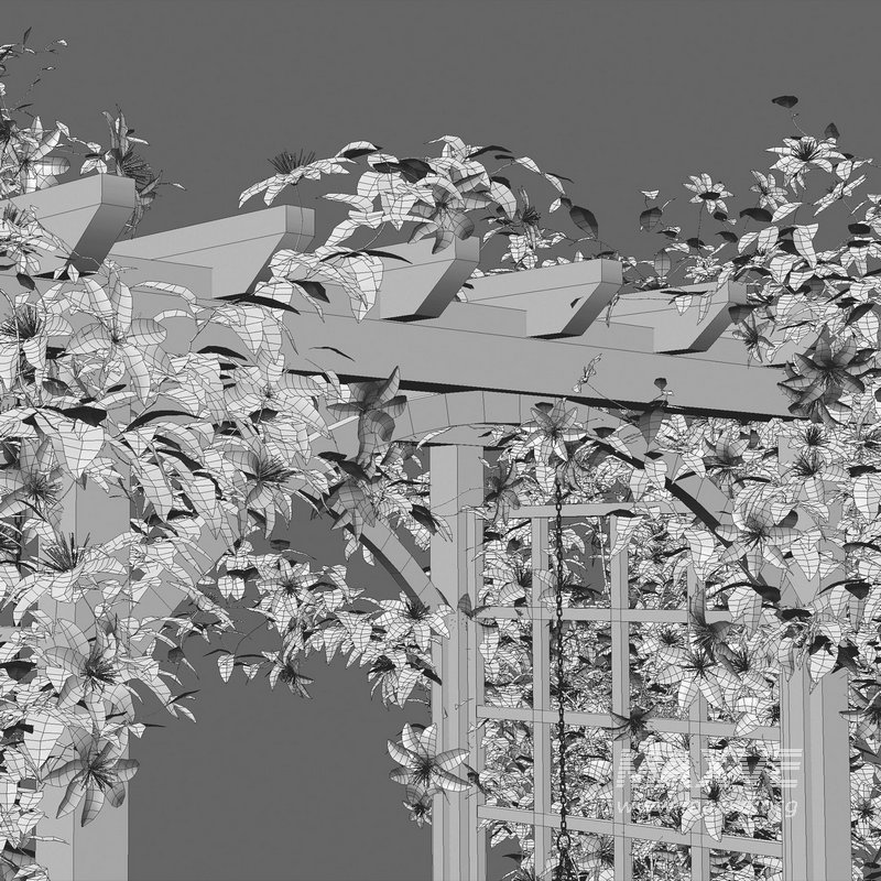 Clematis Aotearoa – Creeper Swing - Image 6