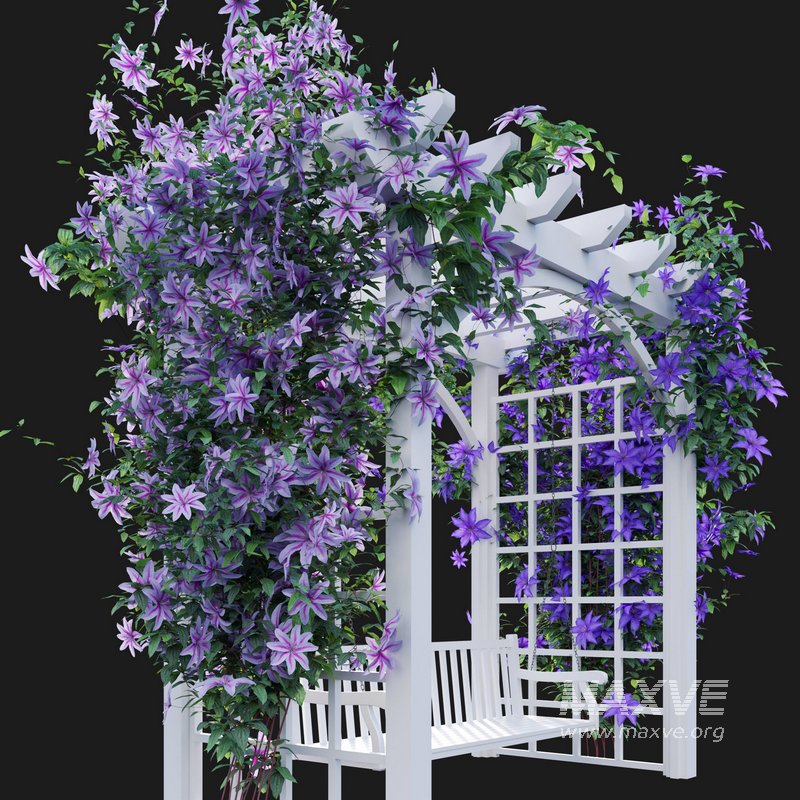 Clematis Aotearoa – Creeper Swing - Image 2