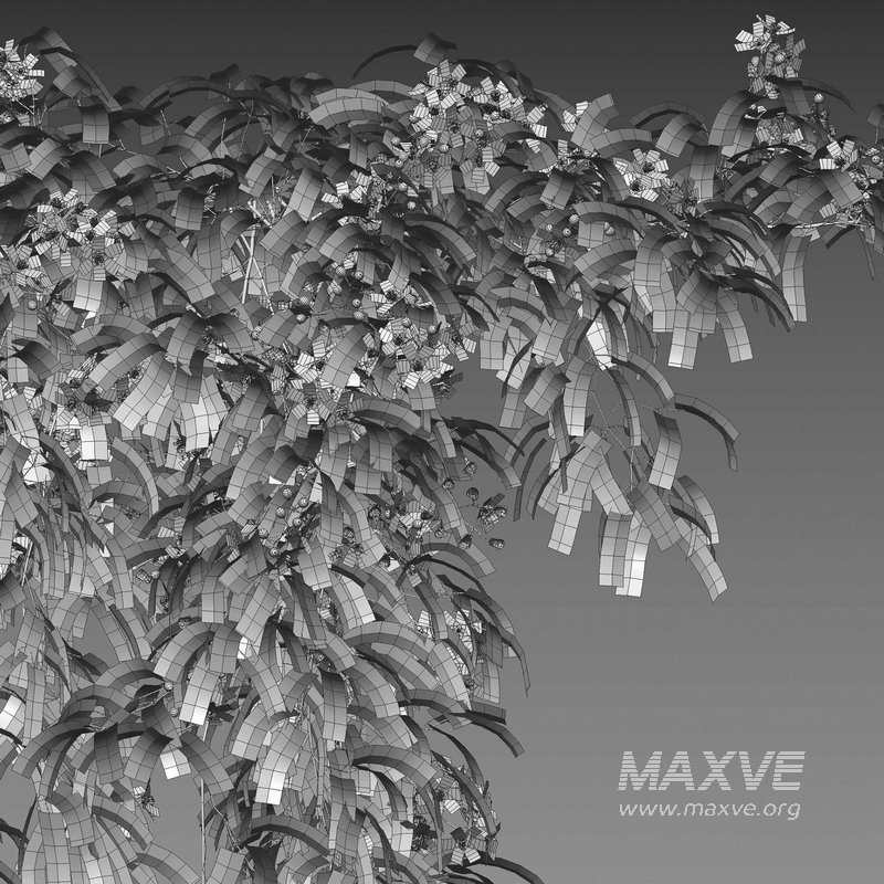 Clematis Apple Blossom 01 - Image 4