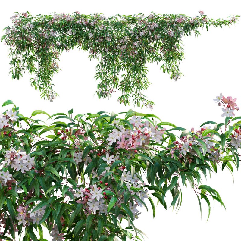 Clematis Apple Blossom 01 - Image 1