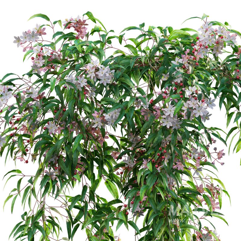 Clematis Apple Blossom 01 - Image 3