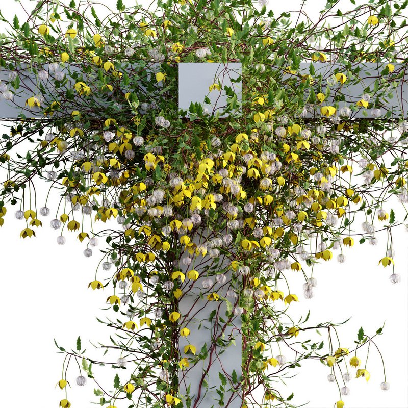 Clematis Bill MacKenzie – Clematis tangutica 02 - Image 2