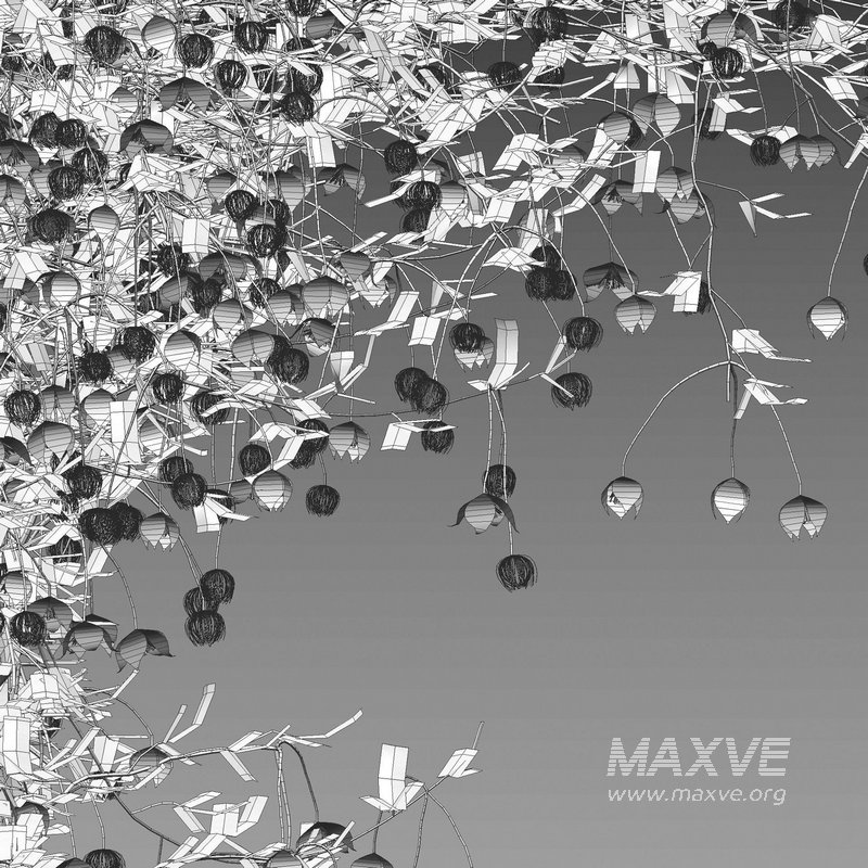 Clematis Bill MacKenzie – Clematis tangutica 02 - Image 3