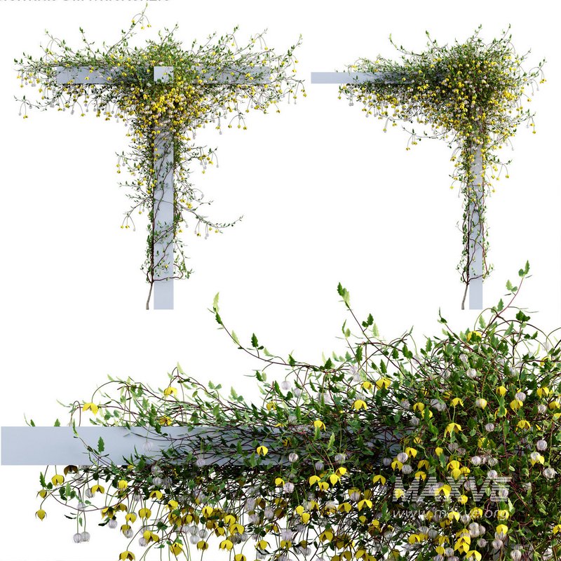 Clematis Bill MacKenzie – Clematis tangutica 02 - Image 1