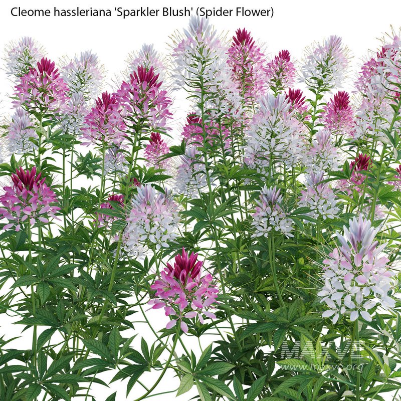 Cleome hassleriana Sparkler Blush – Spider Flower - Image 2