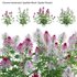 Cleome hassleriana Sparkler Blush – Spider Flower - Thumbnail 1