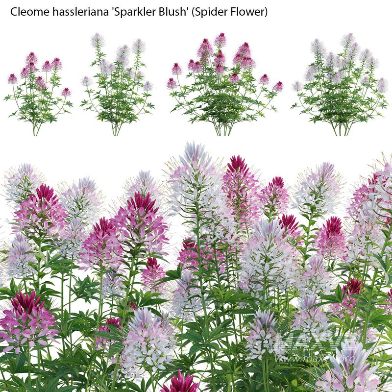 Cleome hassleriana Sparkler Blush – Spider Flower - Image 1