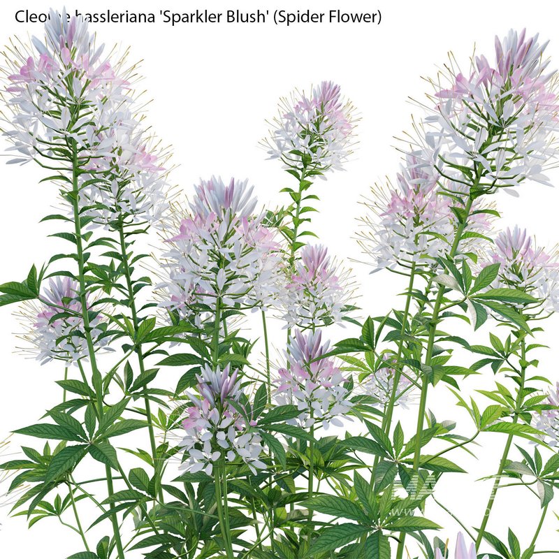 Cleome hassleriana Sparkler Blush – Spider Flower - Image 3