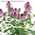 Cleome hassleriana Sparkler Blush – Spider Flower - Thumbnail 4