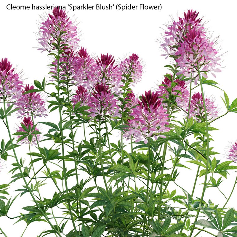 Cleome hassleriana Sparkler Blush – Spider Flower - Image 4