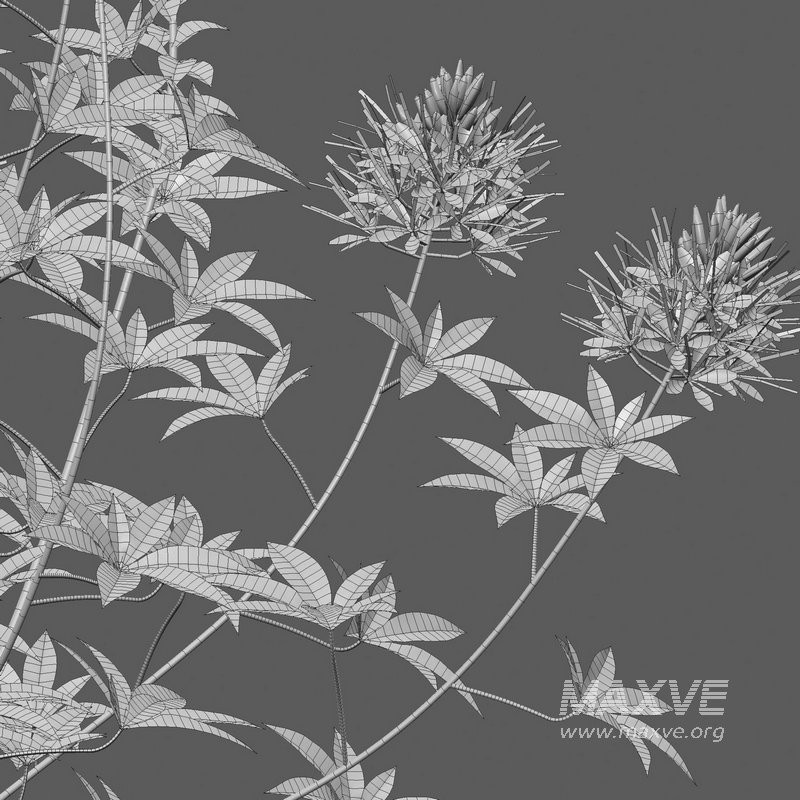 Cleome hassleriana Sparkler Blush – Spider Flower - Image 5