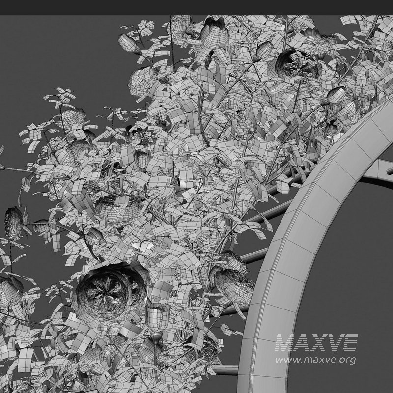 Climbing Rose - Image 5