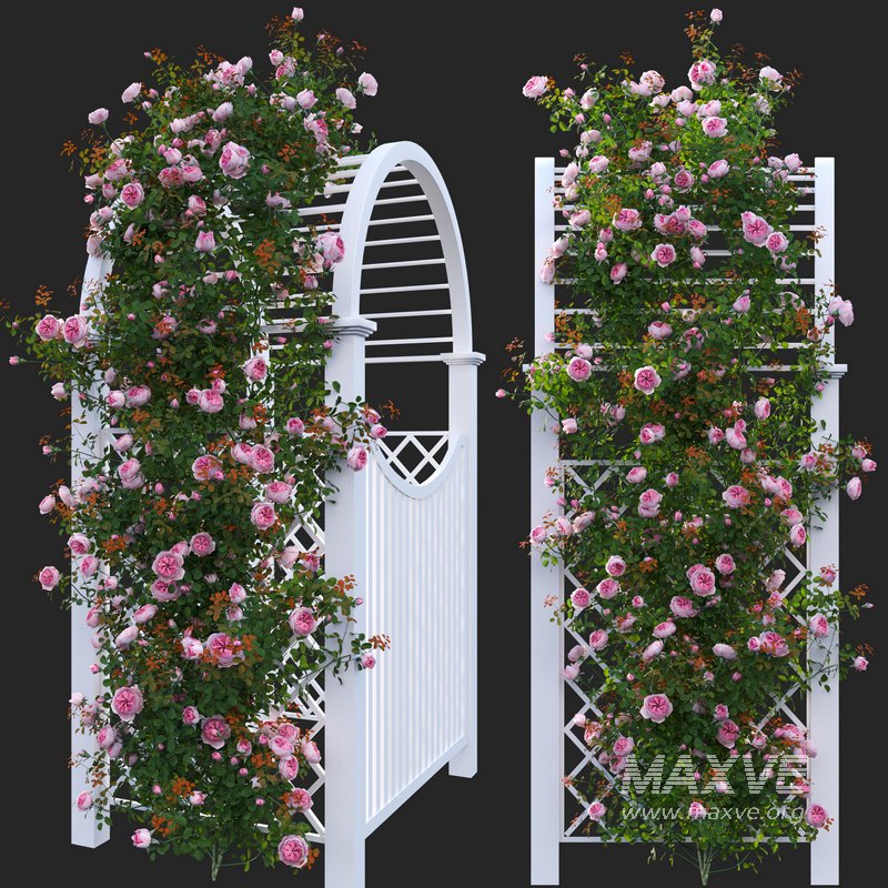 Climbing Rose - Image 3