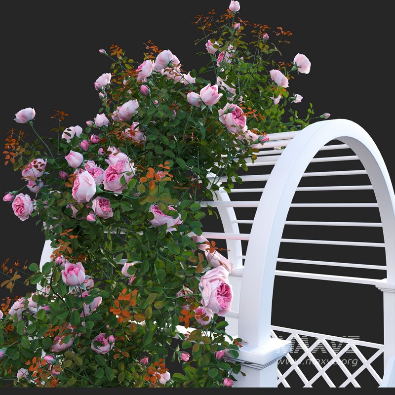 Climbing Rose - Image 4