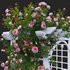 Climbing Rose - Thumbnail 4