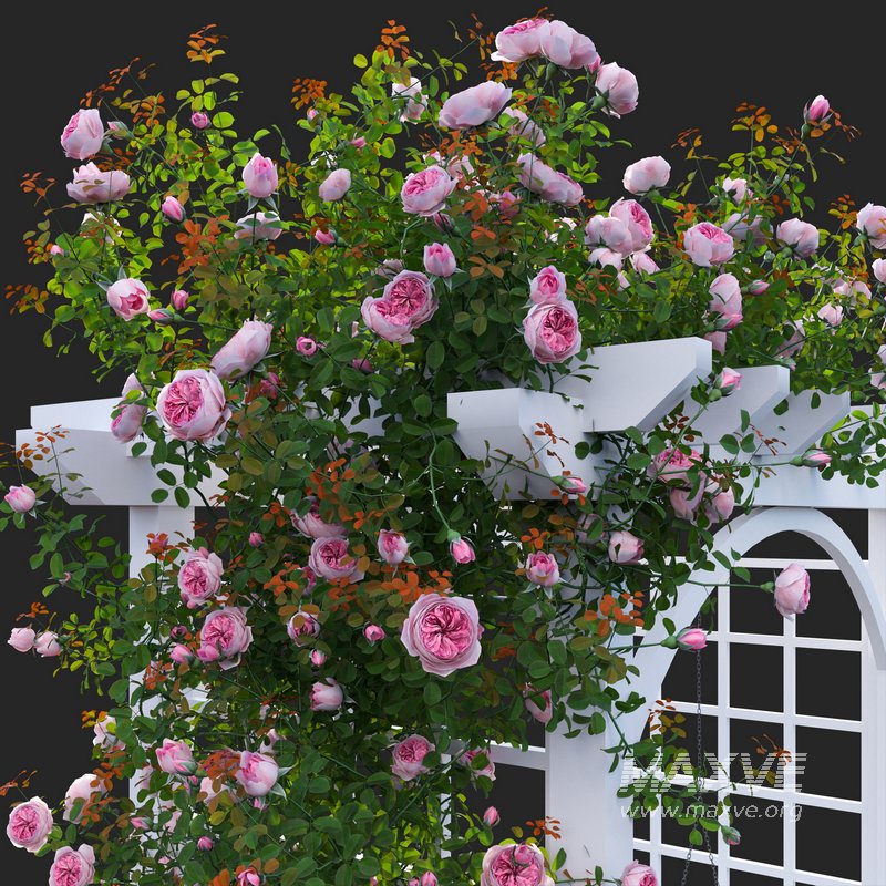Climbing Rose - Image 4