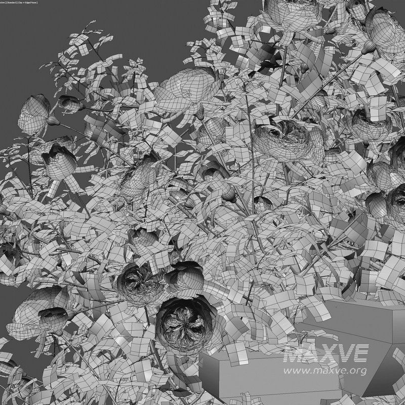 Climbing Rose - Image 6