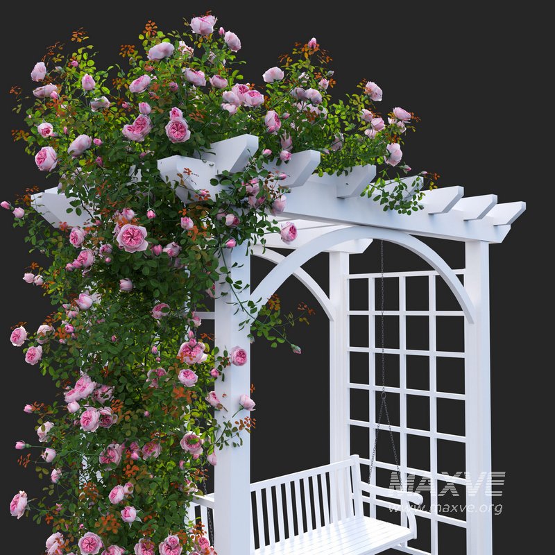Climbing Rose - Image 3