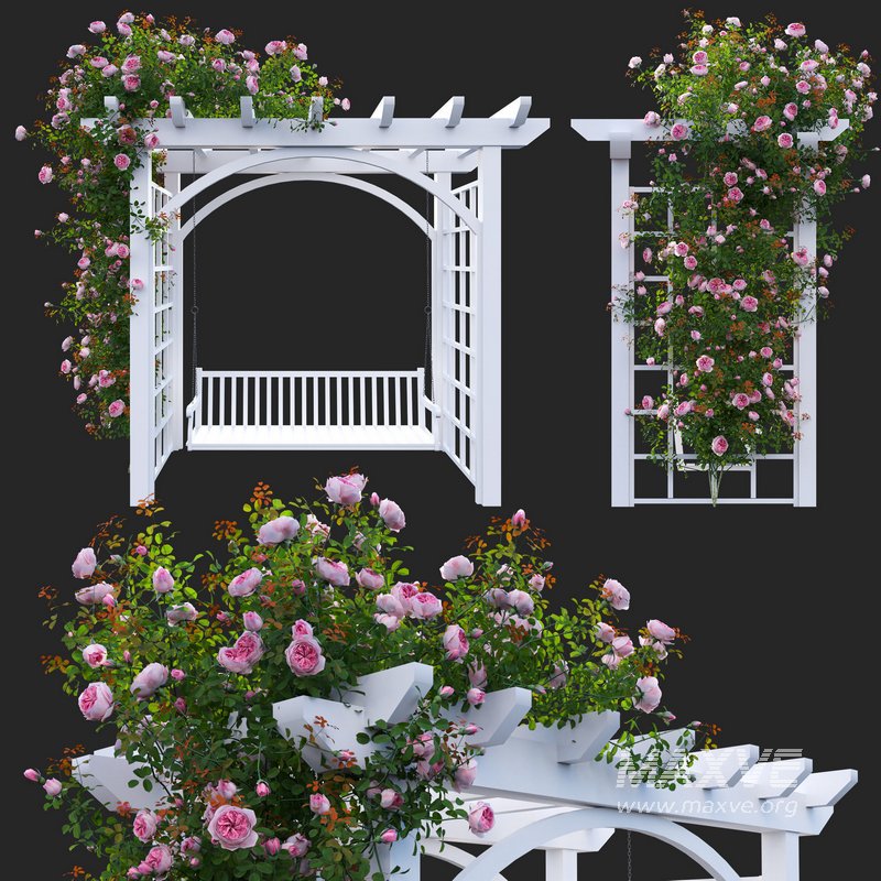 Climbing Rose - Image 1